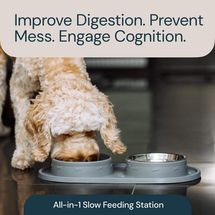 Eco-Friendly and Easy to Maintain Healthy Eating Best Slow Feeder Dog Bowl