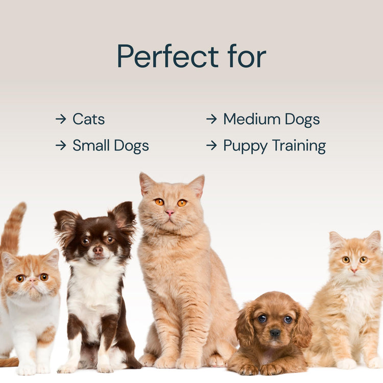 Eco-Friendly and Easy to Maintain Healthy Eating Best Slow Feeder Dog Bowl