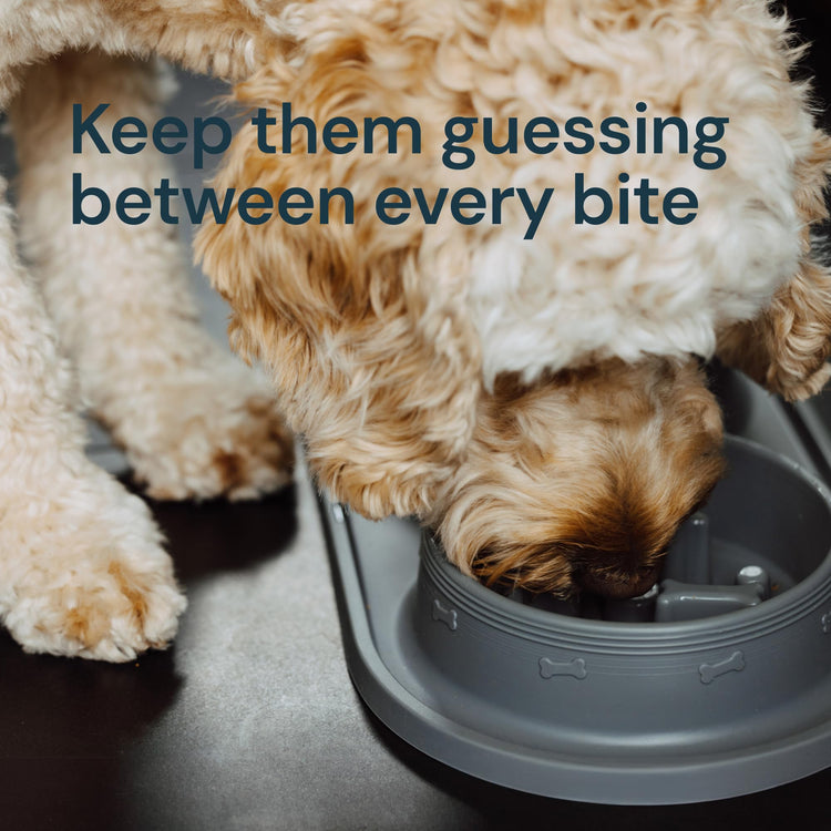 Eco-Friendly and Easy to Maintain Healthy Eating Best Slow Feeder Dog Bowl