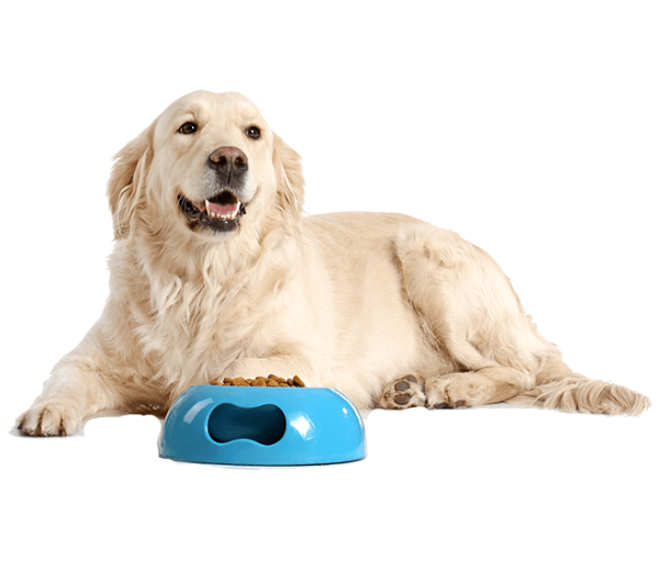 Happy Pets, Happy Owners